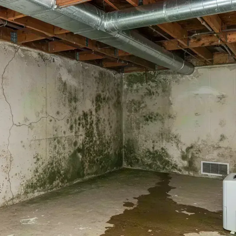 Professional Mold Removal in Piedmont, MO